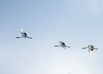 Red-crowned crane, Grus japonensis, in Hokkaido, Japan. Also called Manchurian crane and Japanese crane