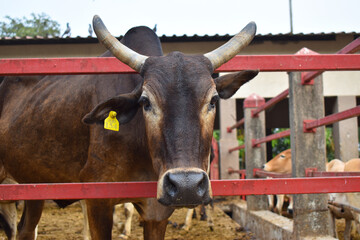 Close up of a cow head with ear tag and horns