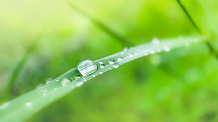 Fresh lush green grass with selective focusing water dew drops in morning sunrise