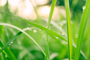 Fresh lush green grass with selective focusing water dew drops in morning sunrise