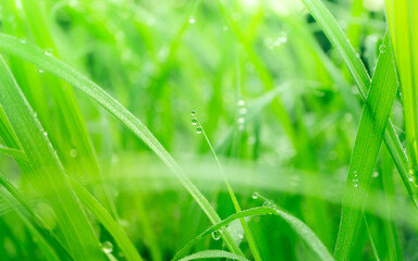 Fresh lush green grass with selective focusing water dew drops in morning sunrise