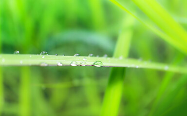 Fresh lush green grass with selective focusing water dew drops in morning sunrise