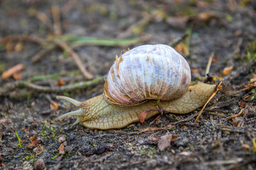 Schnecke