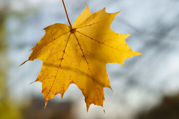 Photography of yellow maple leaf. Cloudy white and blue sky as background.