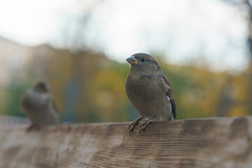 Photography of the urban sparrow. Moscow city street as defocused background. Close up image