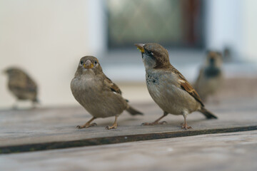 Photography of two urban sparrows. They are funny. One of them eating grass. Moscow city street as defocused background. Close up image