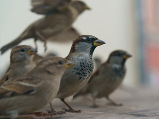Photography of flock of the urban sparrows. Moscow city street as defocused background. Close up image
