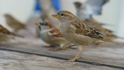 Photography of flock of the urban sparrows. Moscow city street as defocused background. Close up image