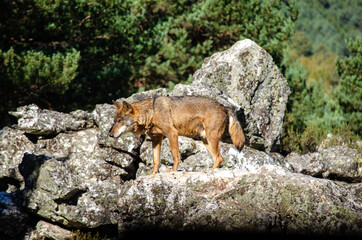 Iberian wolf, standing guard on a rock. Canis lupus signatus. Ecology concept.