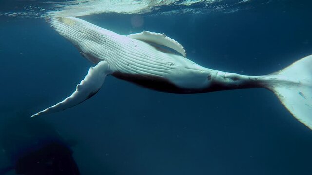 Newborn humpback whale cub swims next to mom underwater in Pacific Ocean. Megaptera Novaeangliae whale in blue water in Tonga Polynesia.