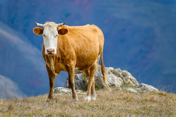 Fototapeta na wymiar A brown bull with a white head grazes in a mountain meadow. Dry autumn grass, stone boulders