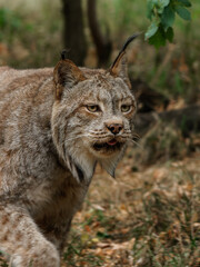 Naklejka na ściany i meble Canadian Lynx walking through autumn forest