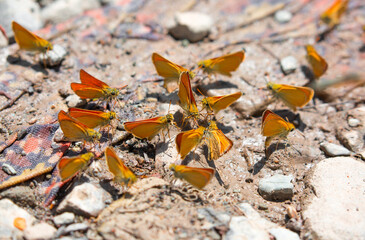 Butterfly on a flower. A flock of butterflies by the water. Colorful spring background with copy space. Spring and ecology concept.