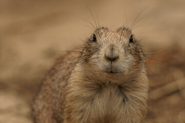 Black-tailed prairie dog closeup portrait