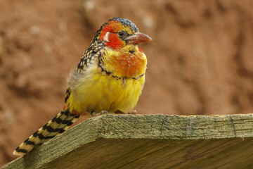Red and yellow barbet - male
