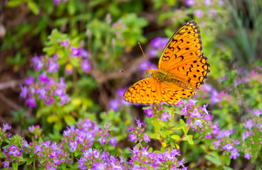 Butterfly on a flower. A flock of butterflies by the water. Colorful spring background with copy...