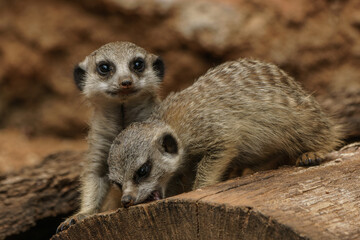 Two young Meerkat on the wood