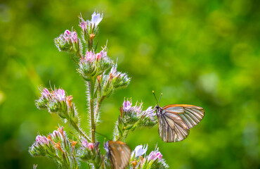 Butterfly on a flower. A flock of butterflies by the water. Colorful spring background with copy...