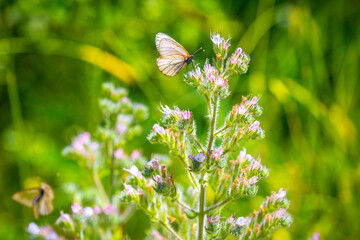 Butterfly on a flower. A flock of butterflies by the water. Colorful spring background with copy space. Spring and ecology concept.