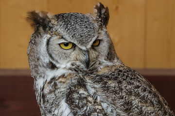 Great horned owl  (Bubo virginianus)