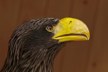 Steller's sea eagle closeup head detail