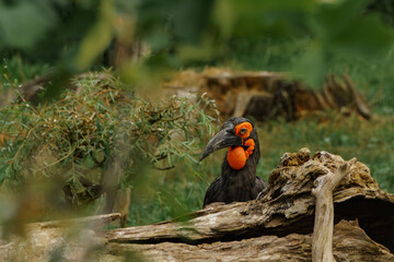 Southern ground hornbill on the meadow behind the timber.
