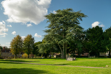 Naklejka premium Tall trees next to stone graves on grass at Saffron Walden, England