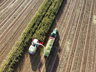 Corn harvest in a field from above