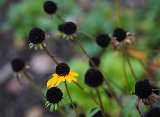 the last blossom of summer