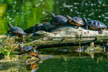 turtles in the water at the zoo
