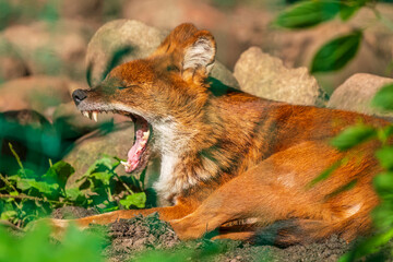 red fox cub at the zoo