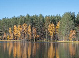 Herbstlaub  am See im Rokua Nationalpark