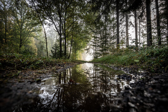 Herbstwald mit spiegelung in einer Pfütze