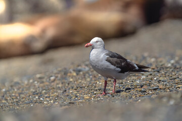 Dolphin Gull in the beach, Patagonia Argentina.