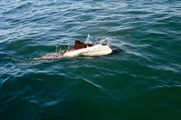 Naklejka premium Commerson dolphin swimming, Patagonia , Argentina.