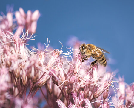 Bee Pollinating At A Boneset Flower