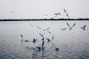 Large group of seagulls o