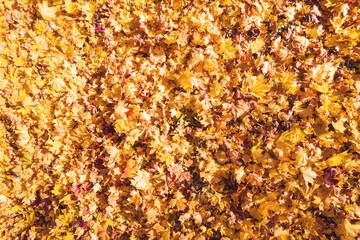 Colden autumn. Colorful maple leaves on the ground. Season change. Indian summer. Top, aerial, drone view. Background