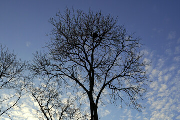 Bare tree silhouette on blue spring sky. Empty bird nest on the tree crown. Cirrocumulus white fluffy clouds.