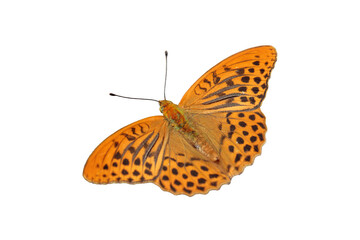 Male silver-washed fritillary butterfly (Argynnis paphia) isolated on white. Dorsal view.