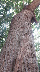 tree in the park