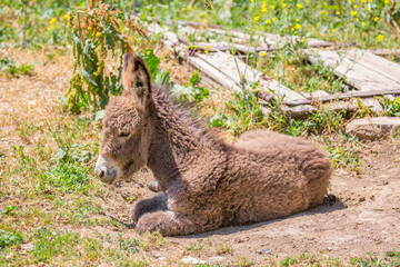 Donkey in a field in a pasture. A family of donkeys with a small foal. Animal husbandry in asia, farming.