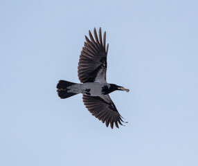 Raven with a bone in its beak.