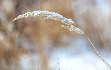 Dry grass in the snow in winter.