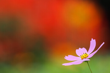 赤背景のコスモス