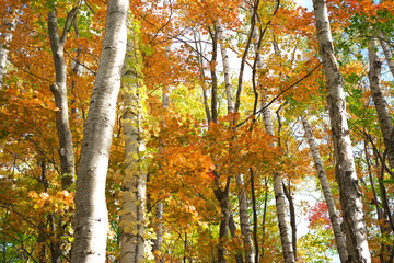 紅葉した林