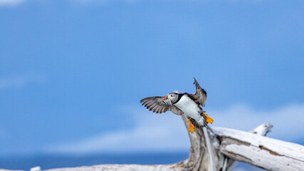 Macareux moine - Ile aux perroquets