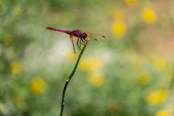 Dragonfly in the wild