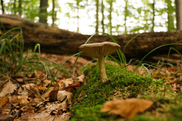 mushrooms on moss in the forest