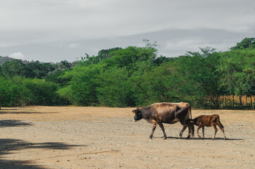 cow feeding her calf in the field